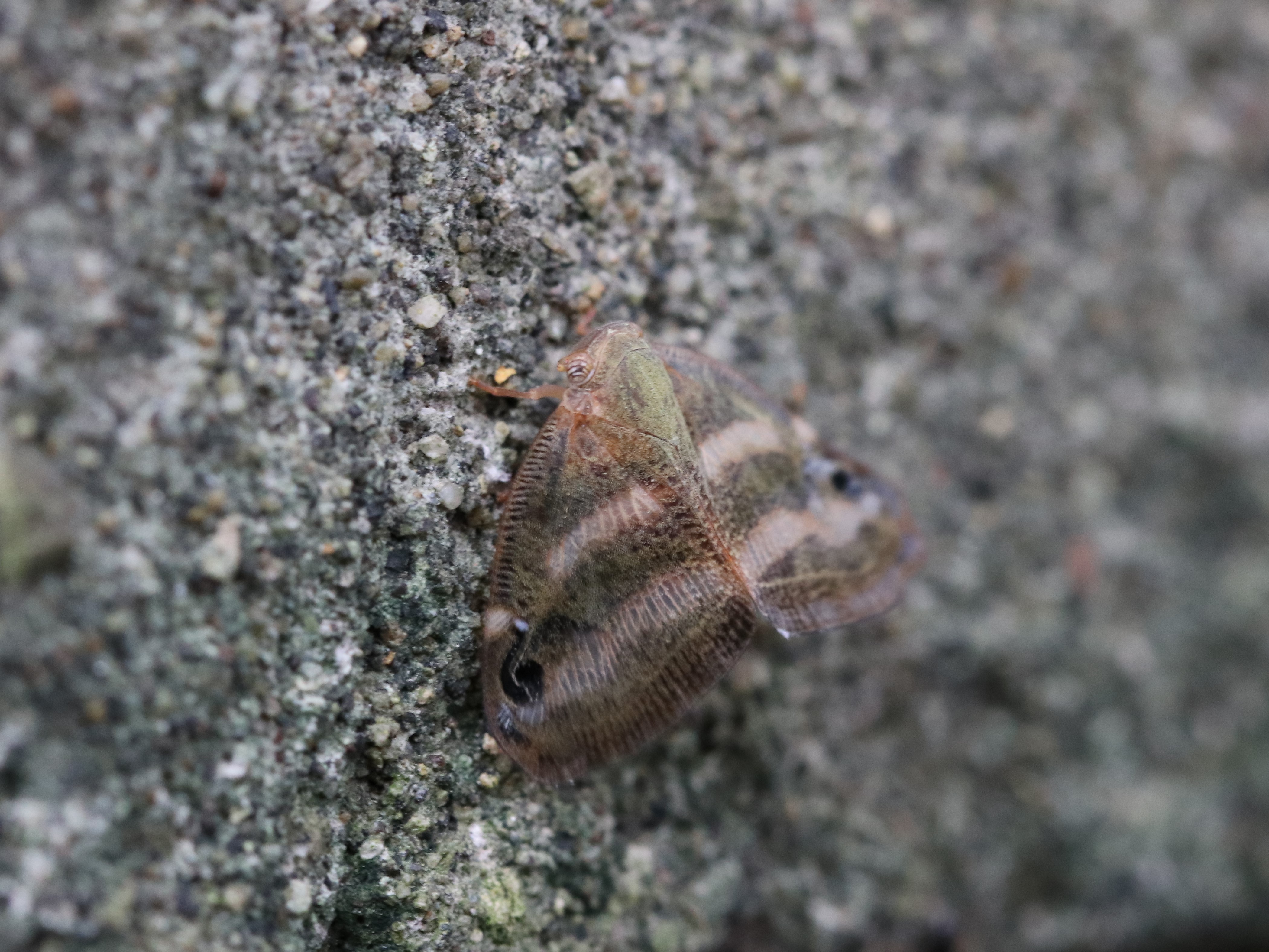 ベッコウハゴロモの成虫